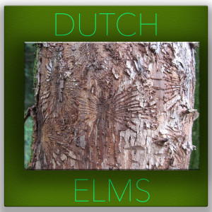 Dutch Elms