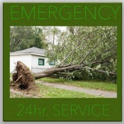 Fort Worth Arborist Company Treating trees back to good health in Fort Worth, TX.