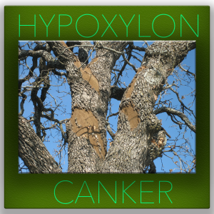 HYPOXYLON CANKER