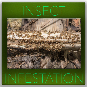 Insect infestation