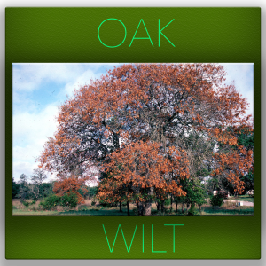 Oak Wilt