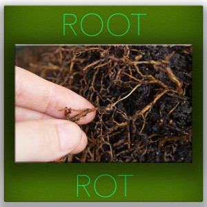 Root Rot