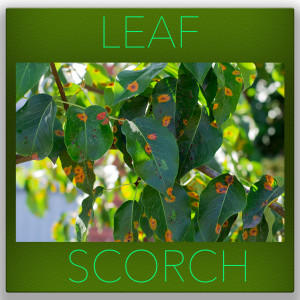 leaf scorch