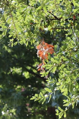 A healthy Live Oak in Fort Worth, TX.