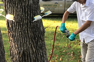 Treating trees back to good health in Fort Worth, TX.