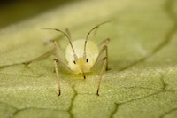 Aphids Tree Treatment provided by our Tree Service Company in Texas