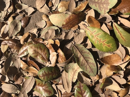 Oak Wilt Tree Disease