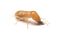 “Termites”