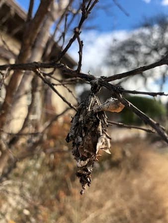 Bagworm Treatment