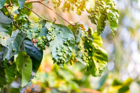 Grape Phylloxera “Grape
