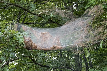 Webworms Treatment