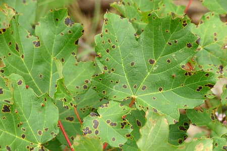 Leaf Spot Treatment in Fort Worth, TX