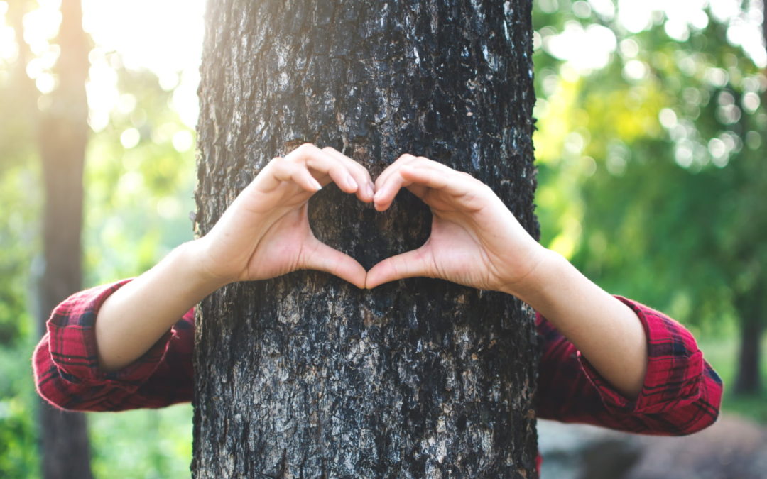 How To Take Care Of A Tree