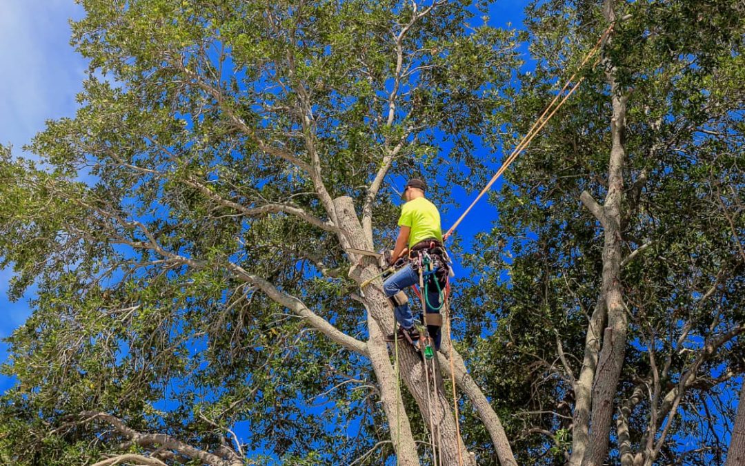 pruning trees