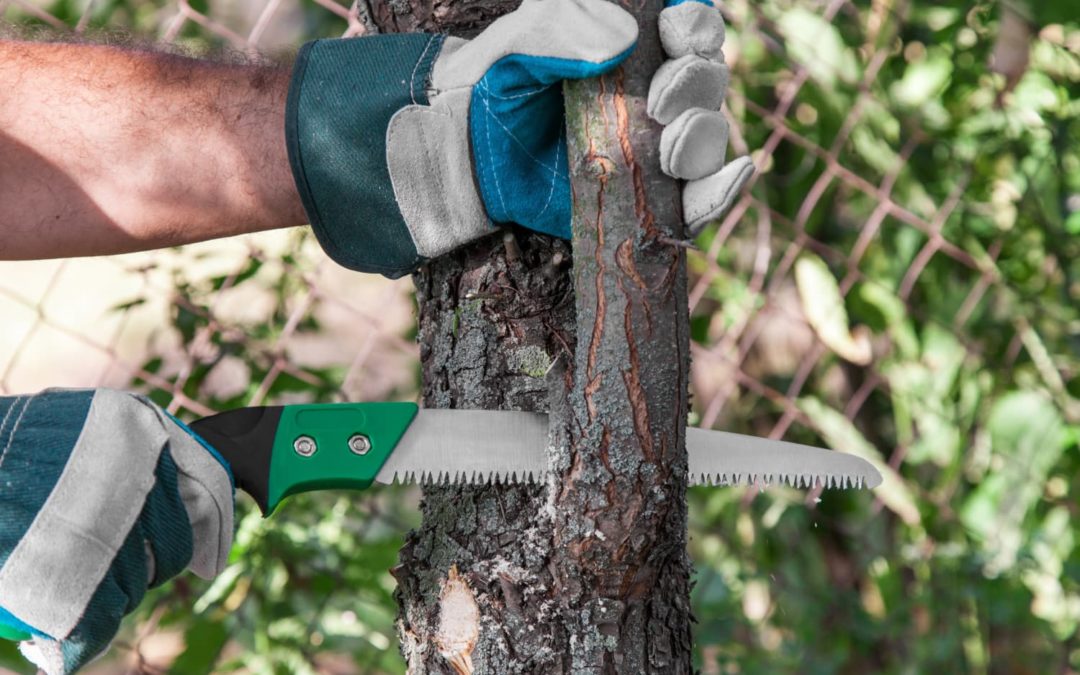 proper way to trim tree