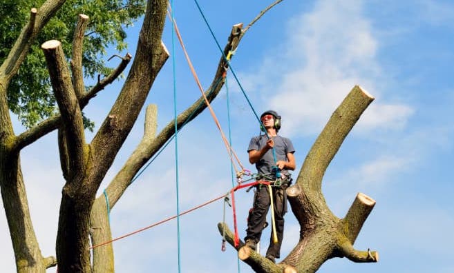 Tree Removal Services in Fort Worth, TX