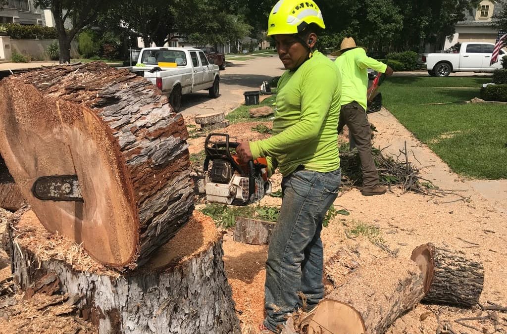 Tree Removal Service In Burleson, Texas