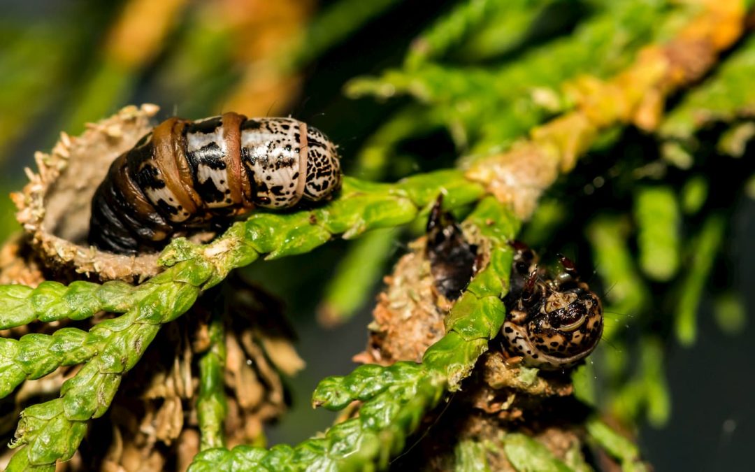 How To Get Rid Of Bagworms