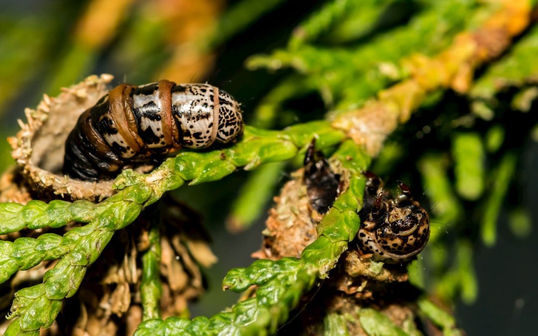 How to get rid of Bagworms