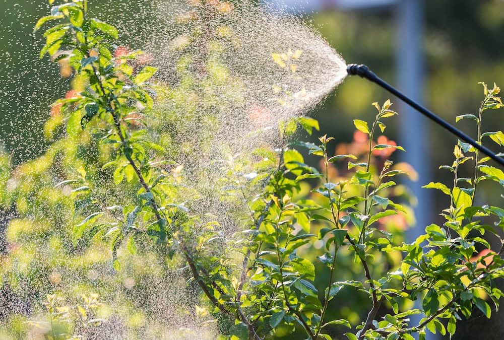 Signs Of A Sick Shrub In Grapevine, Texas