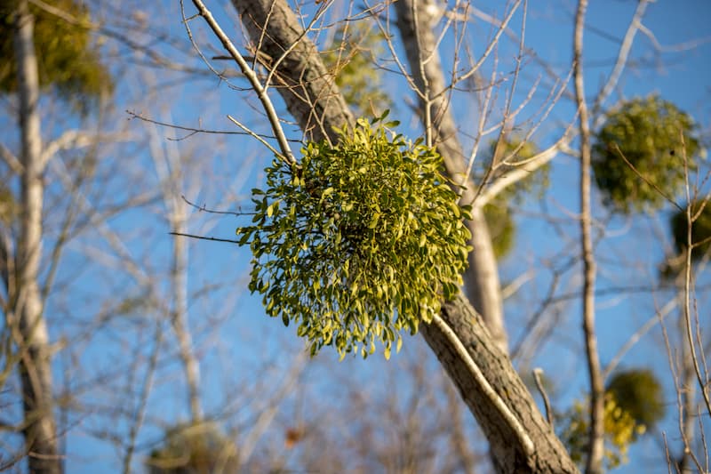 Tree Mistletoe Removal In Fort Worth, Texas