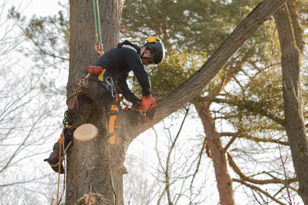 Local Tree Trimming Service