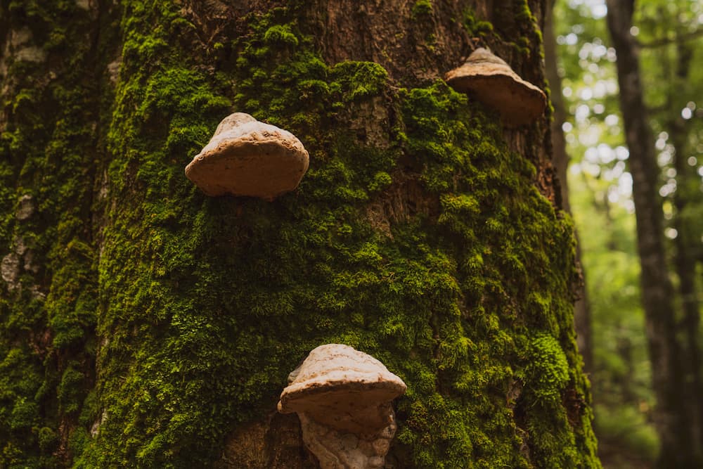 Signs Of Tree Fungus In Southlake, Texas