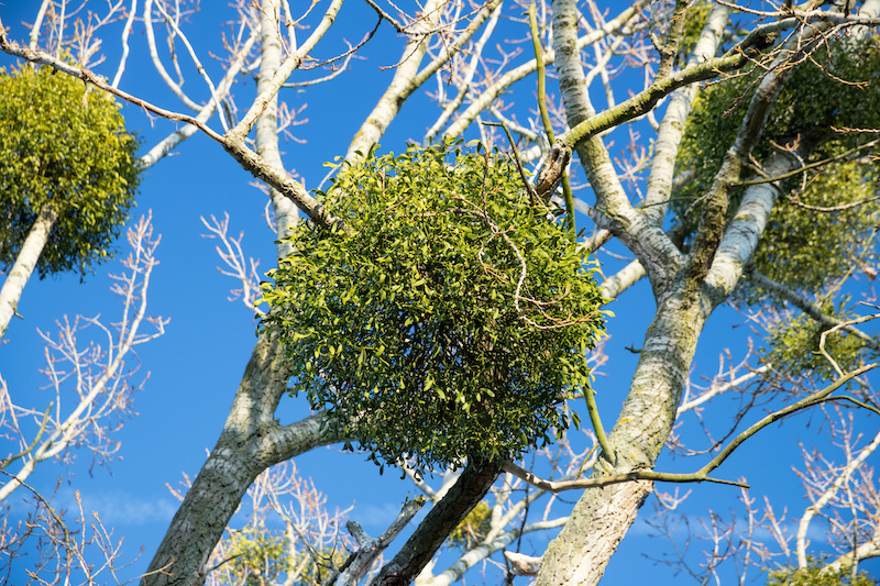 Tree Mistletoe Removal In Arlington, Texas