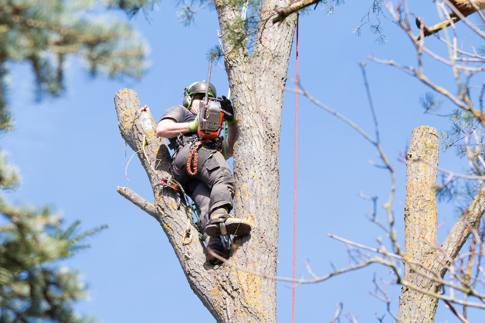 Tree Arborist