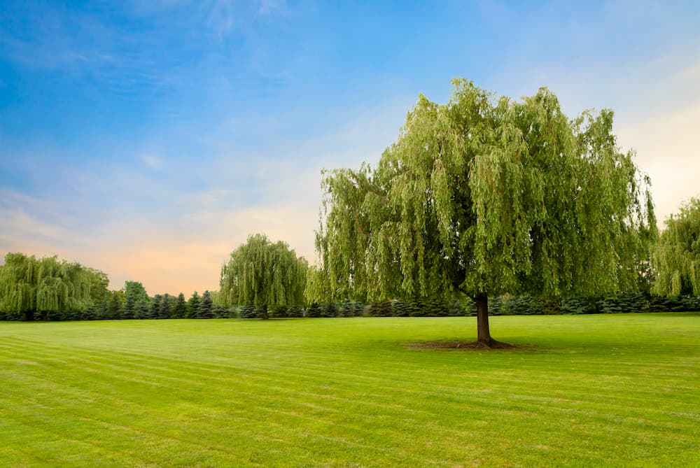 Signs Of A Sick Willow Tree In Fort Worth, Texas