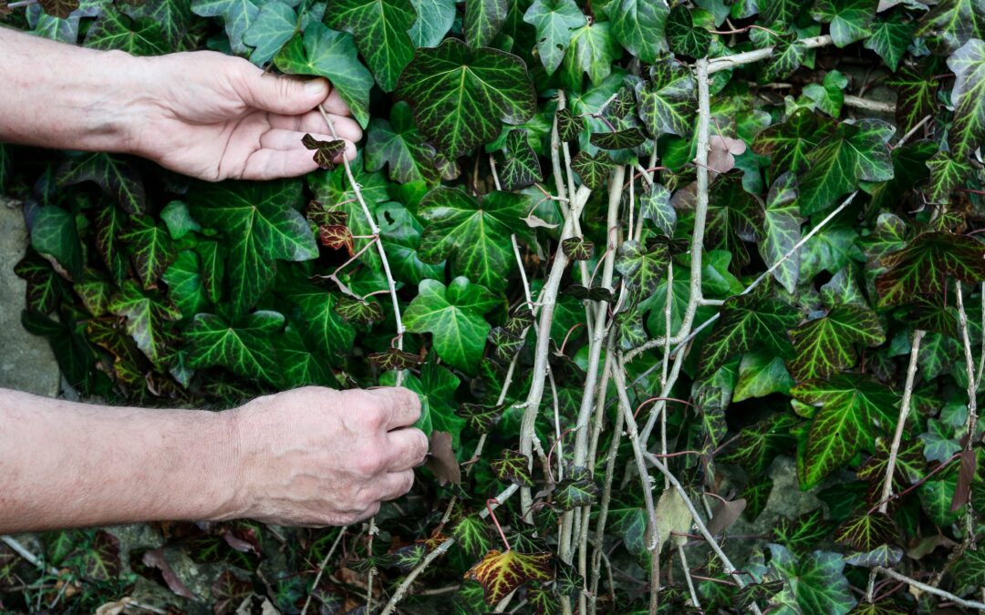 The Dangers Of Ivy And How To Remove It