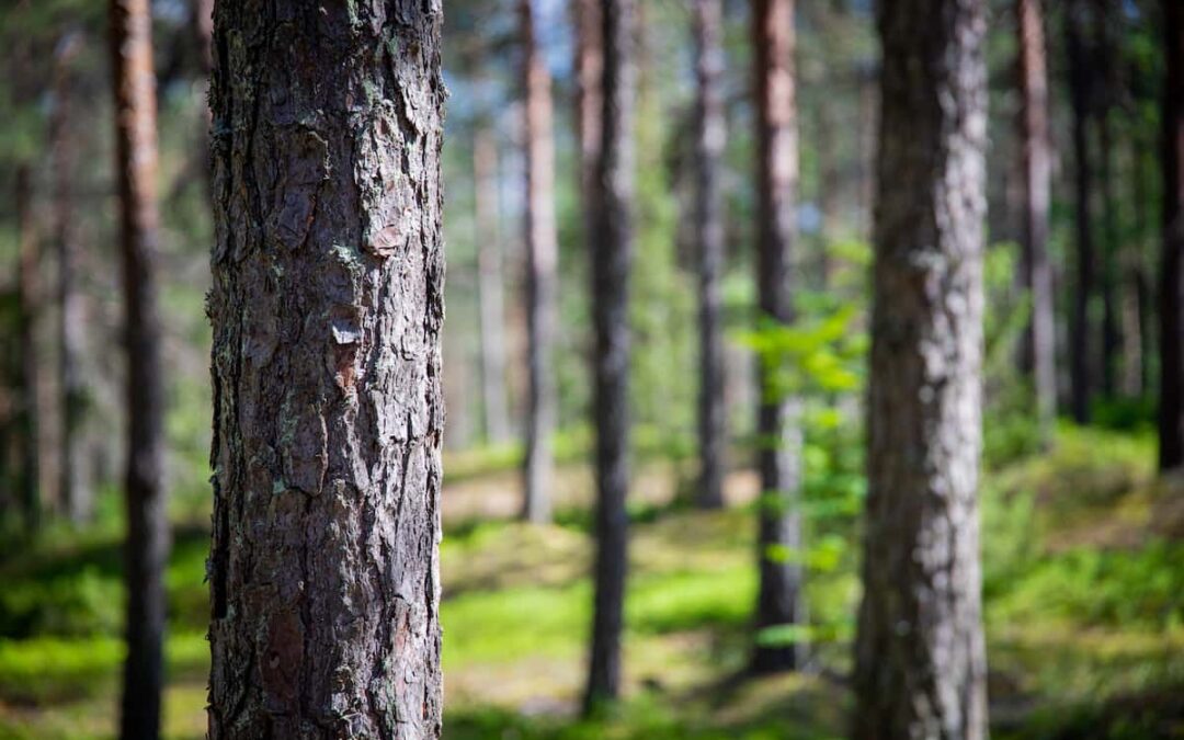 Bark Falling From Trees