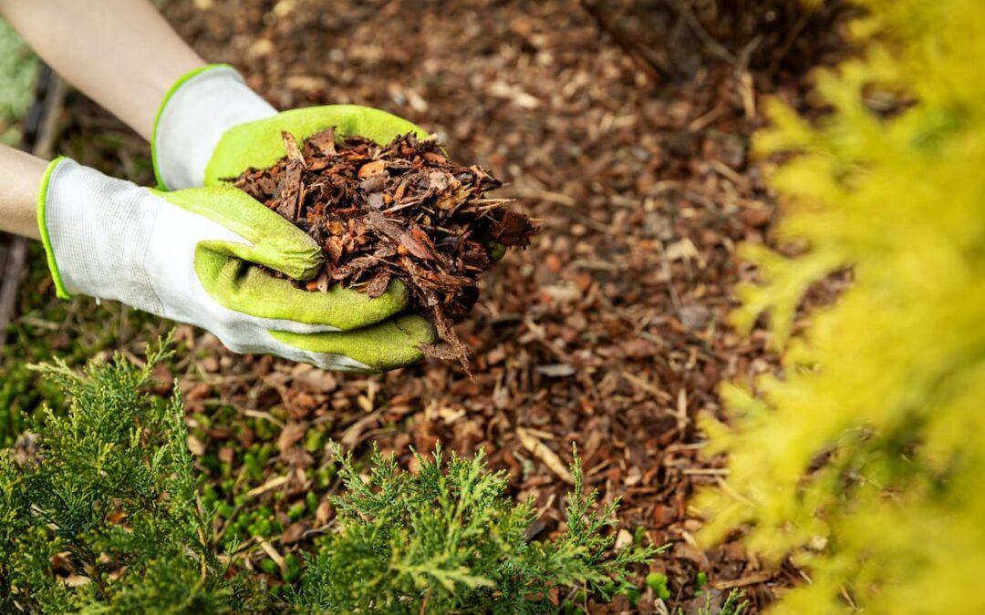 How To Properly Mulch Around Trees in Texas