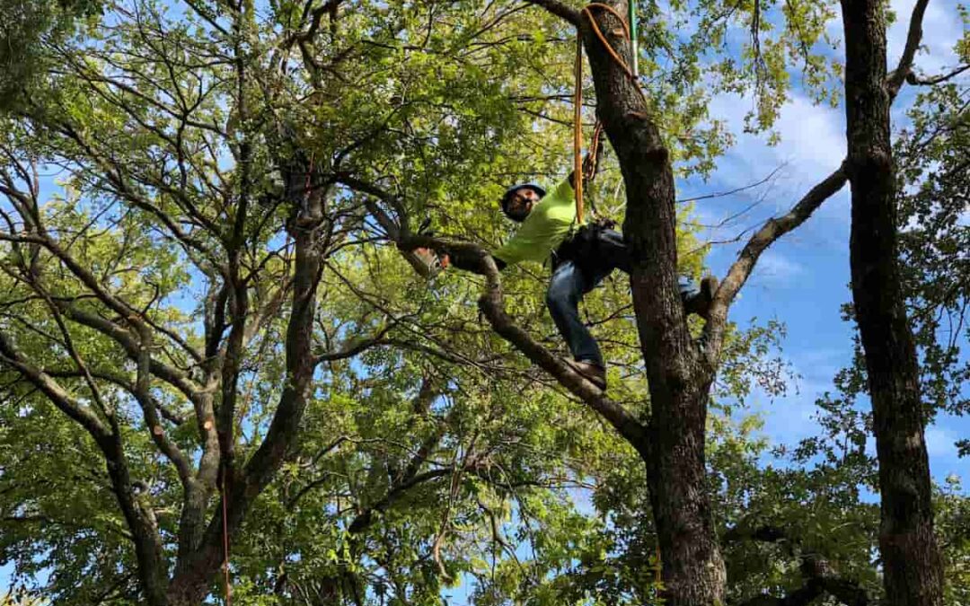 Certified Arborist & Tree Services in Fort Worth, TX
