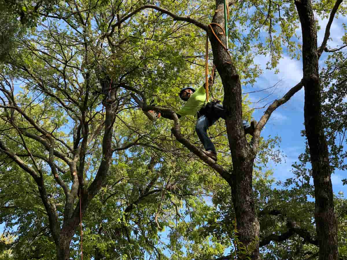 Arborist, Tree Service, Tree Disease, Tree Doctor, Sick Trees in Allen, TX