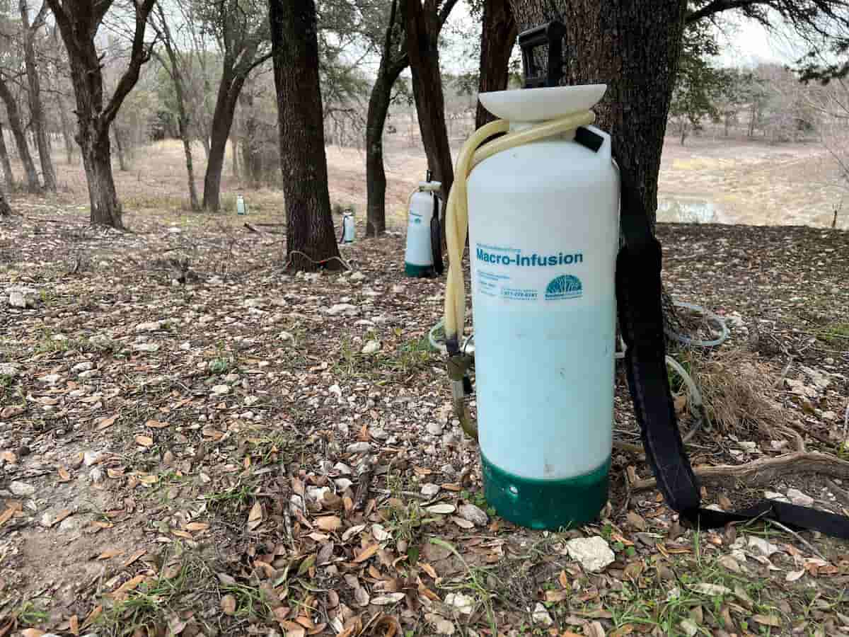 Sick Tree Treatment in Tarrant County, TX