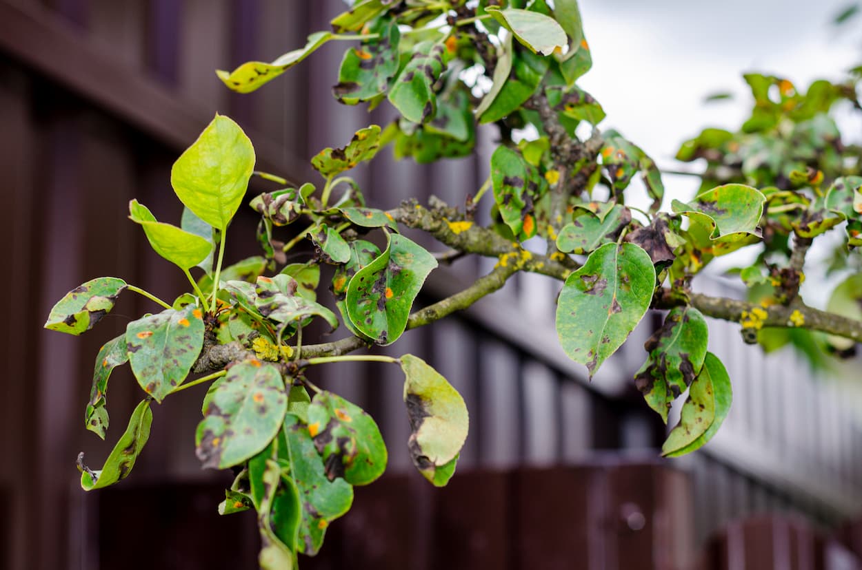 Anthracnose Treatment in Fort Worth, TX