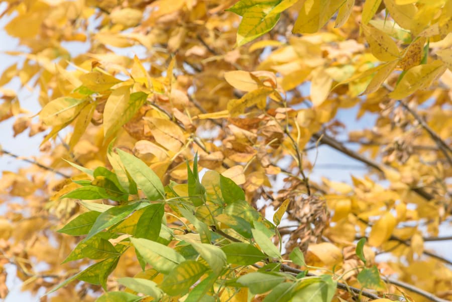 Cedar Tree Leaves Turning Brown