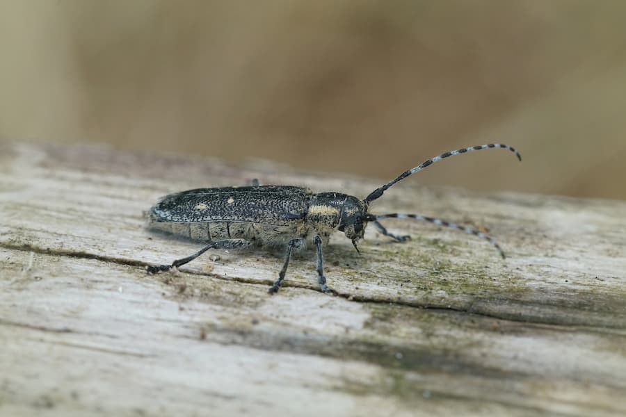 Do My Trees Have Borer Beetles?