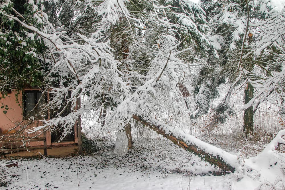 Freeze Damage To Live Oaks