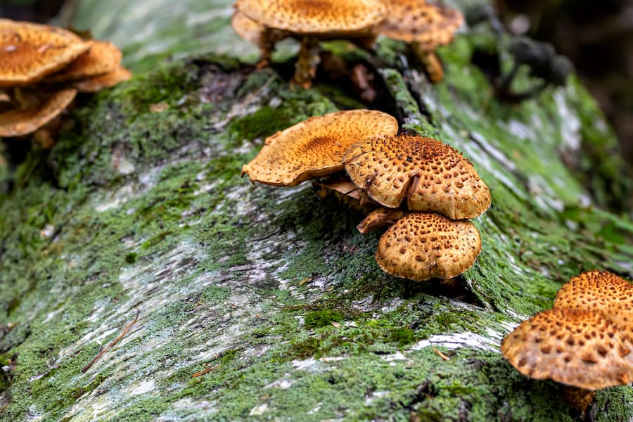 Deadly Fungus Killing Trees