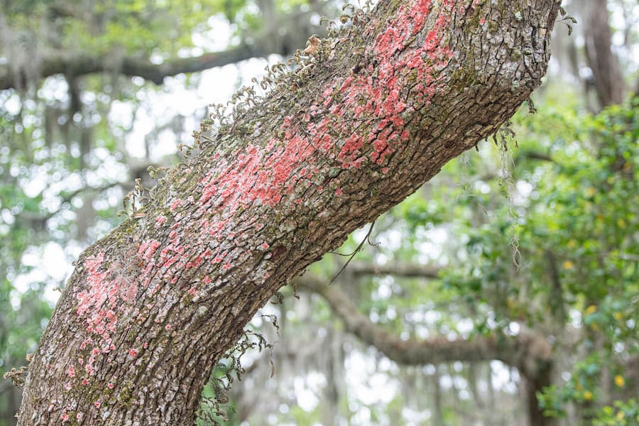 Live Oak Tree Disease