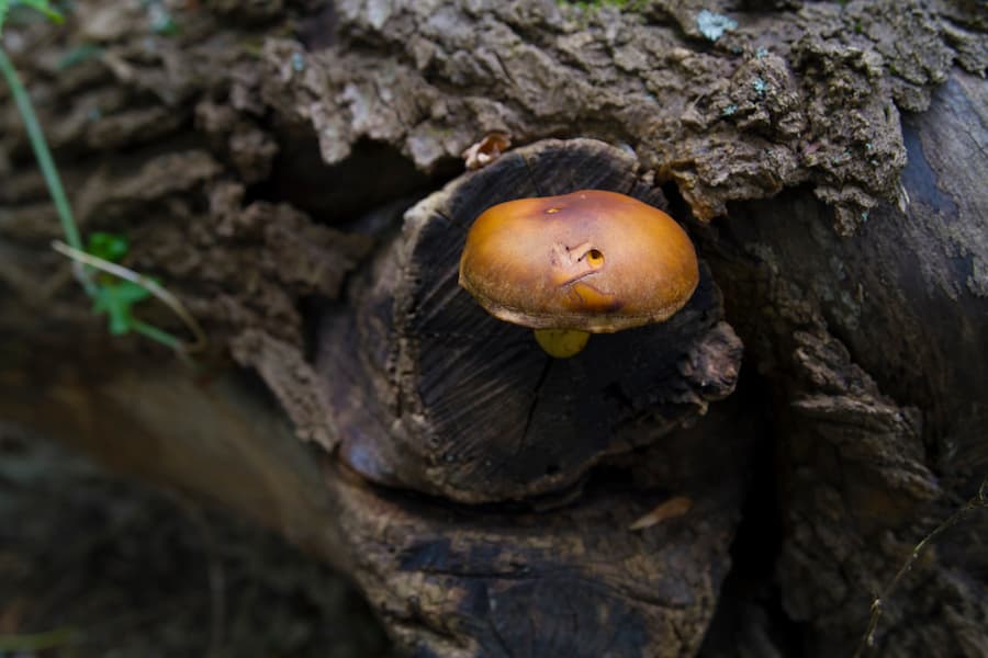 Multiple Live Oak Trees Dying From Fungus