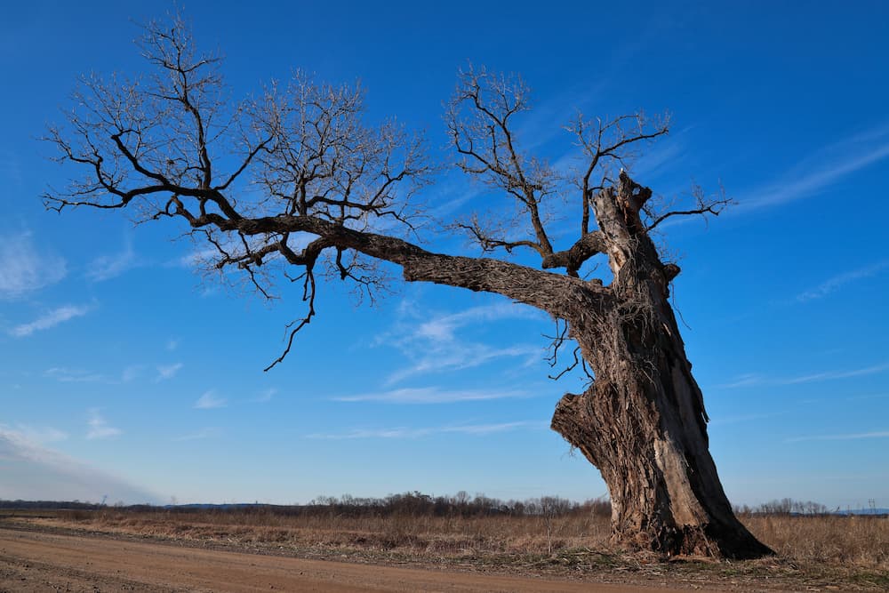 Oak Decline Treatment in Fort Worth, TX