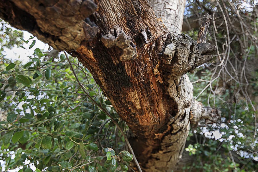 Oak Tree Losing Bark