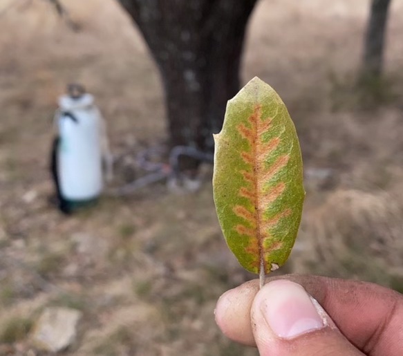 Oak Wilt Treatment and Diagnosis in Fort Worth, TX