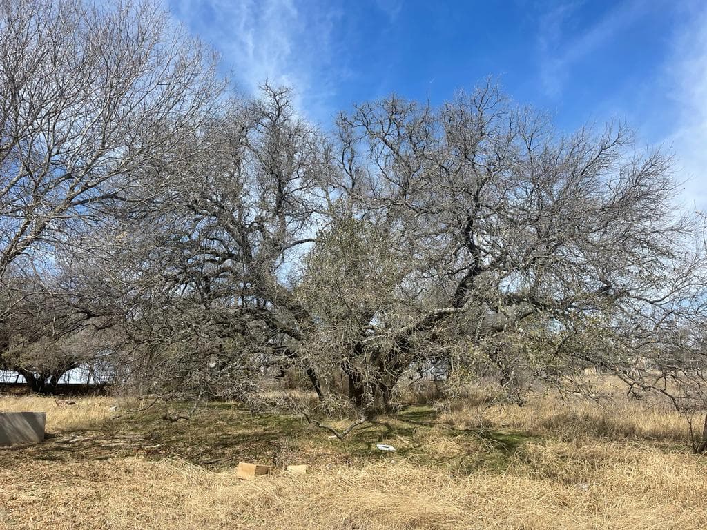 Oak Wilt Treatment in Texas