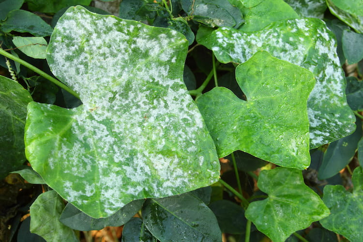 Powdery Mildew Treatment in Fort Worth, TX