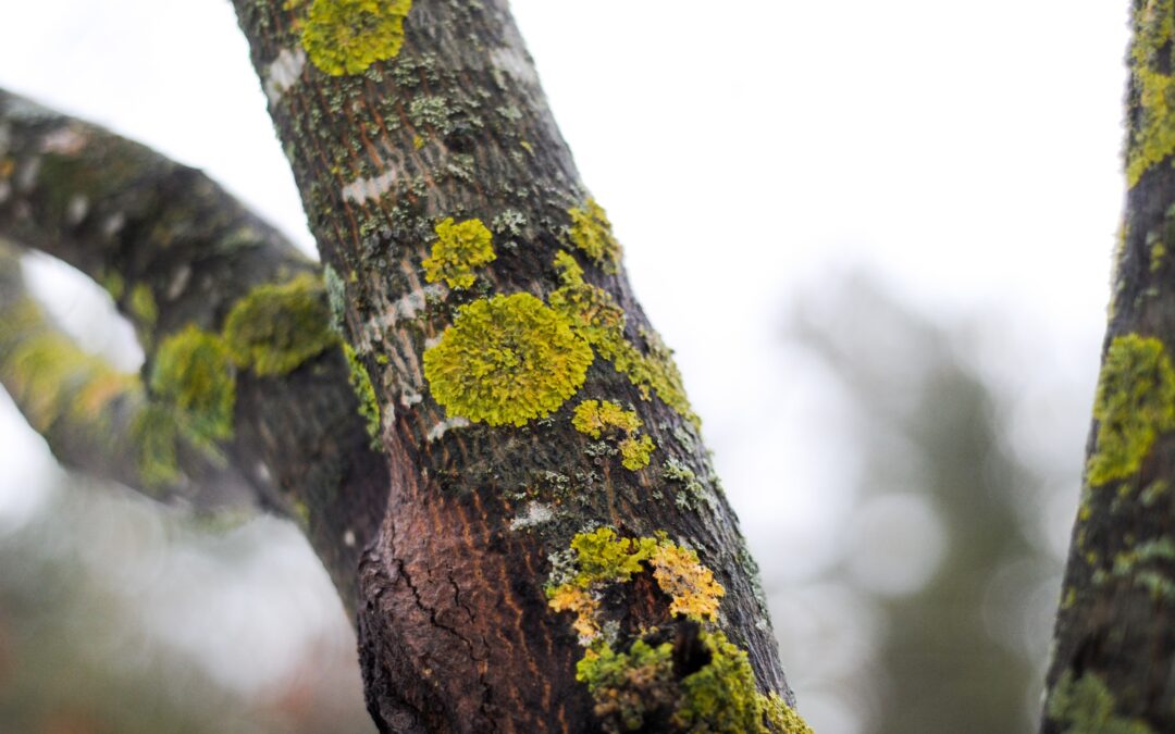 Sick Trees Sparse Foliage