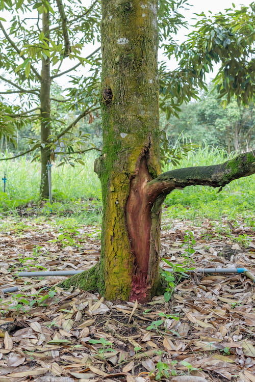 Texas Root Rot Treatment in Fort Worth, TX